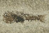Oligocene Fossil Lanternfish (Eomyctophum) - Poland #374297-1